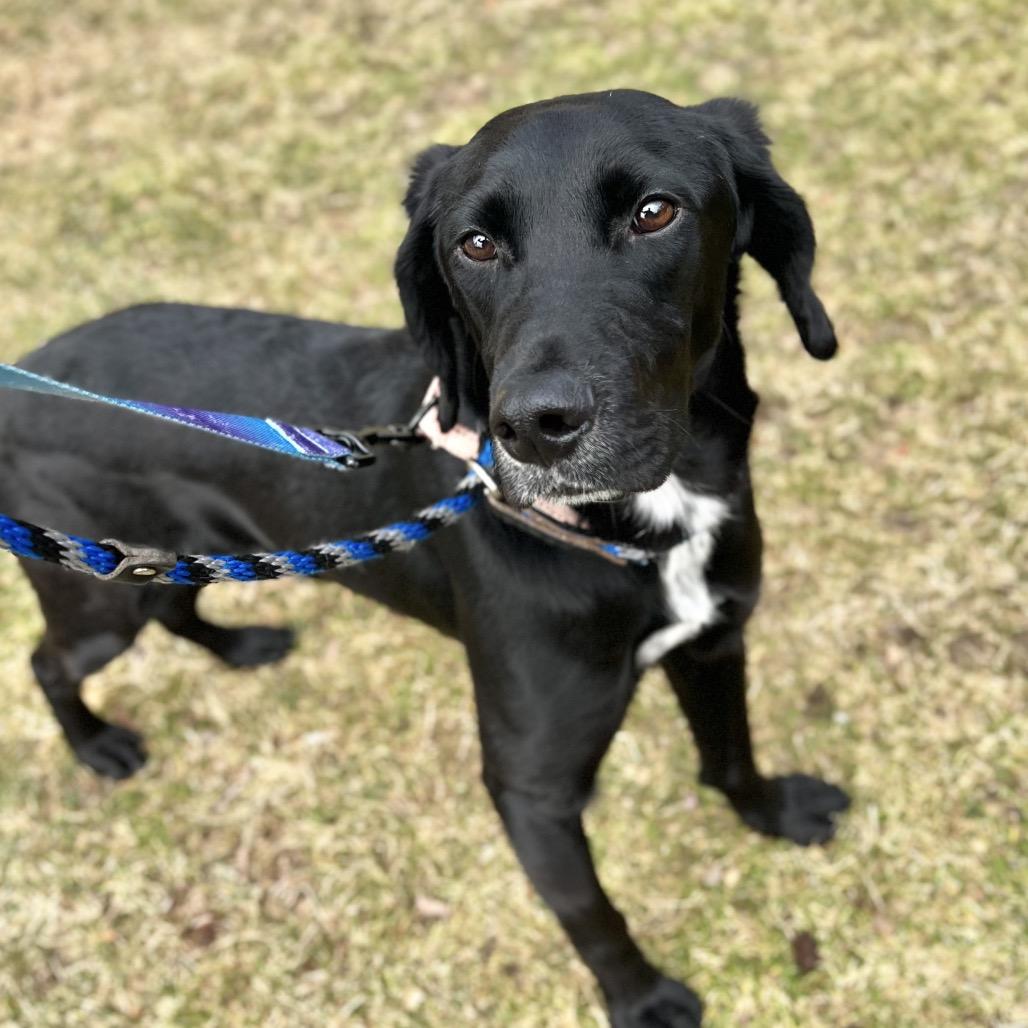 Enlarge Duck, a Adoptable Mixed Breed in New York, NY image 3/6