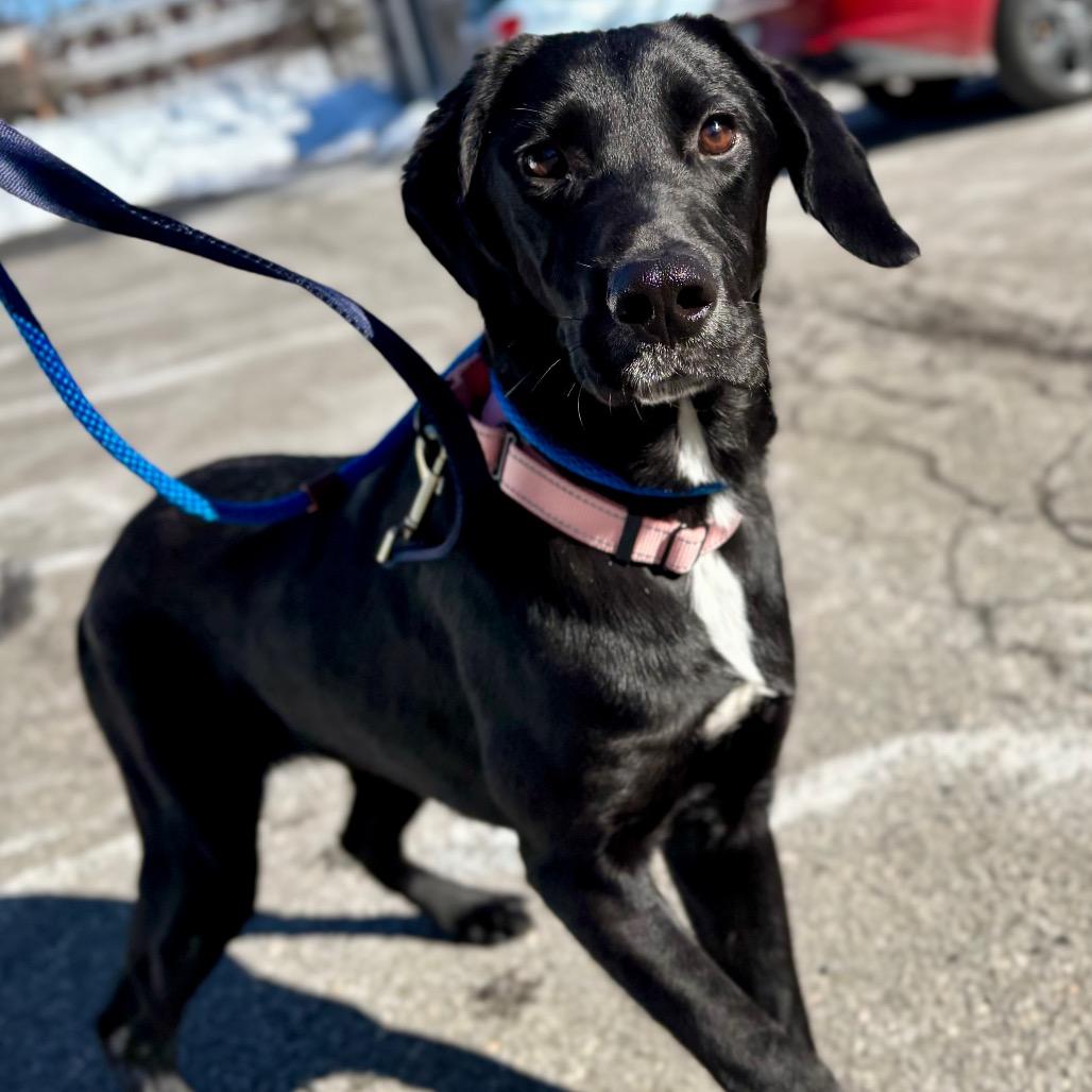 Enlarge Duck, a Adoptable Mixed Breed in New York, NY image 5/6