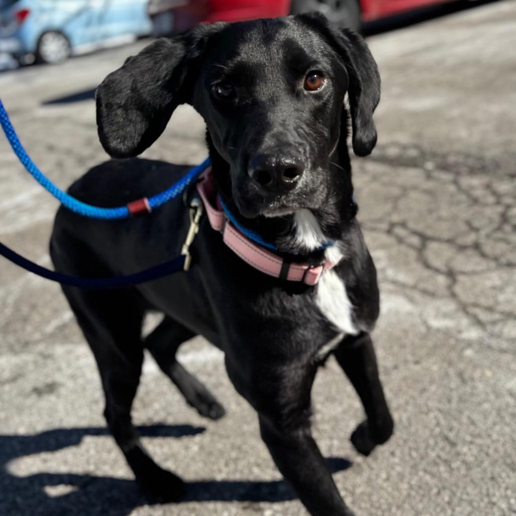 Enlarge Duck, a Adoptable Mixed Breed in New York, NY image 6/6
