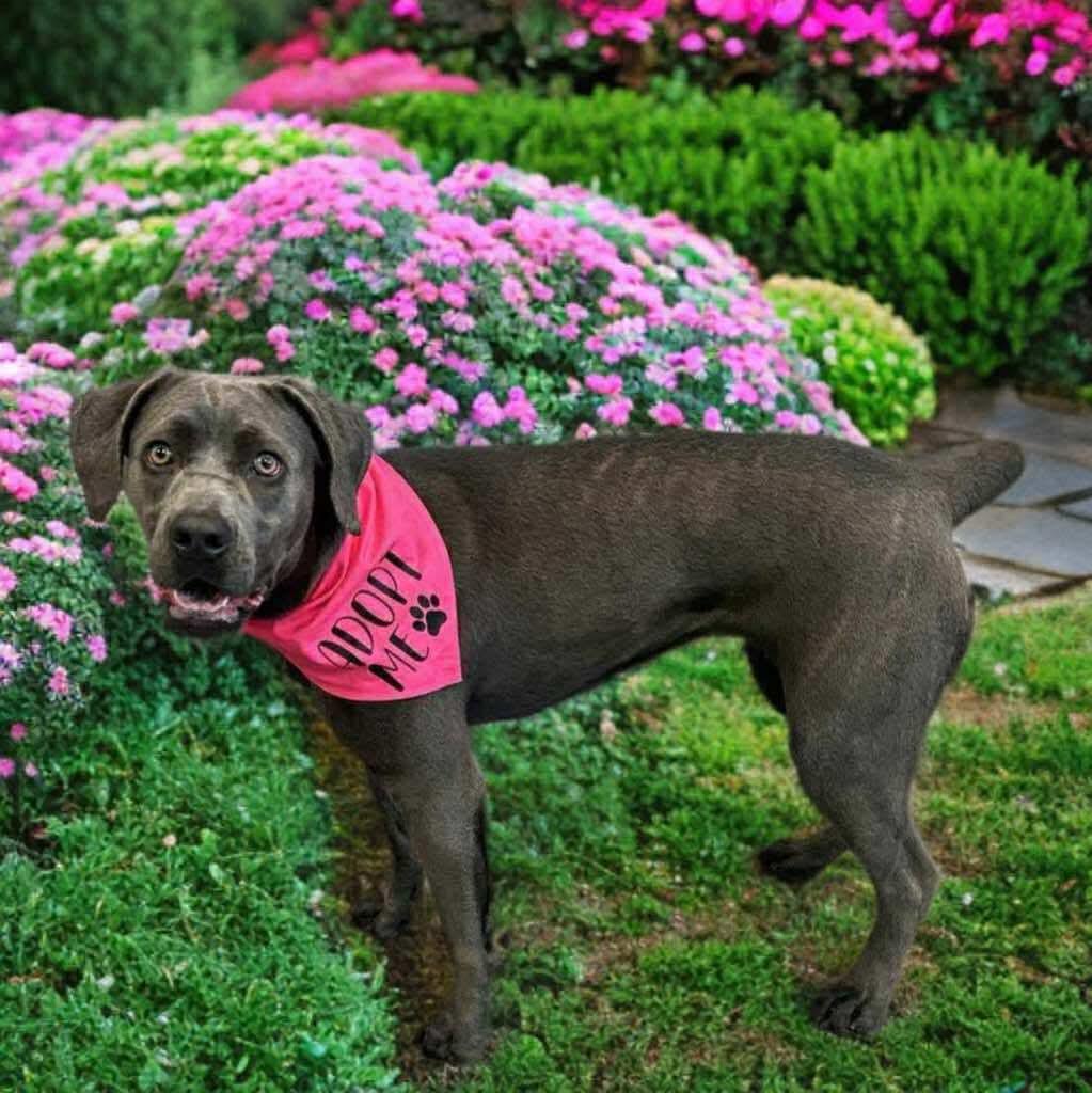 Dog for adoption - Diamond, a Neapolitan Mastiff & Rottweiler Mix in ...