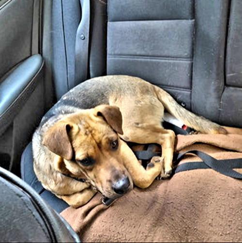 Enlarge Little Man, a Adoptable mixed breed in Rutherfordton, NC image 2/3