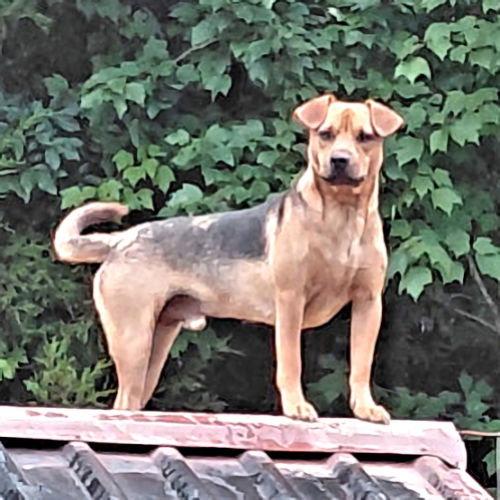 Enlarge Little Man, a Adoptable mixed breed in Rutherfordton, NC image 3/3