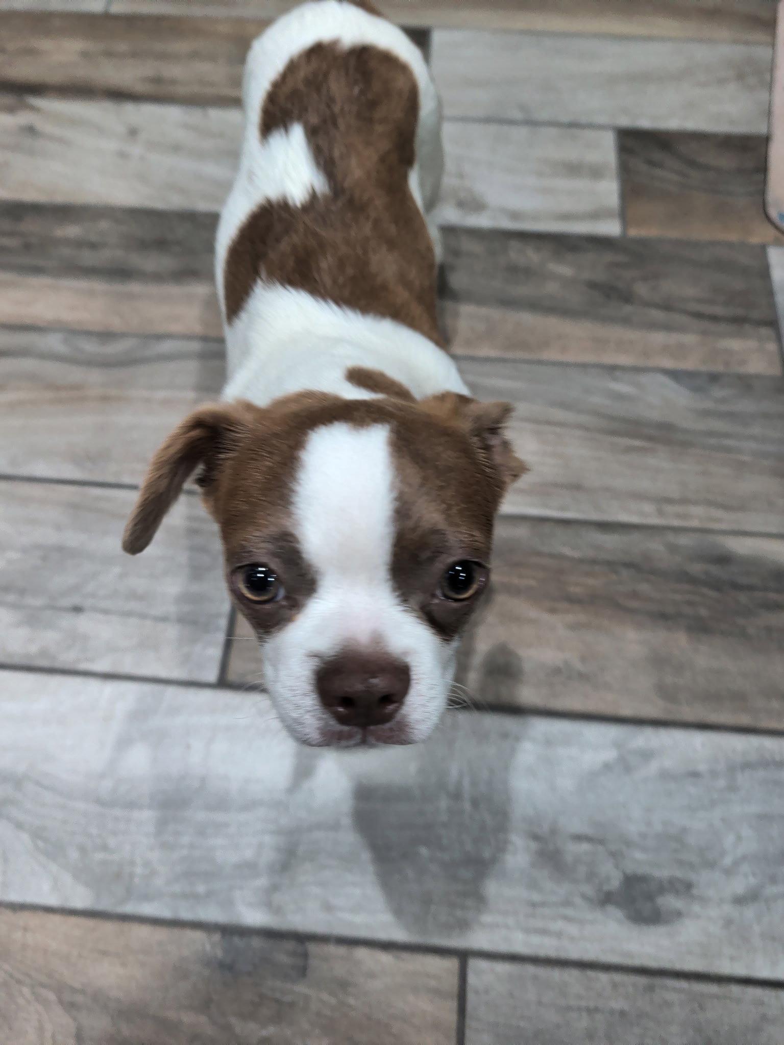 Gus, Adopted, Young Male Boston Terrier & French Bulldog.