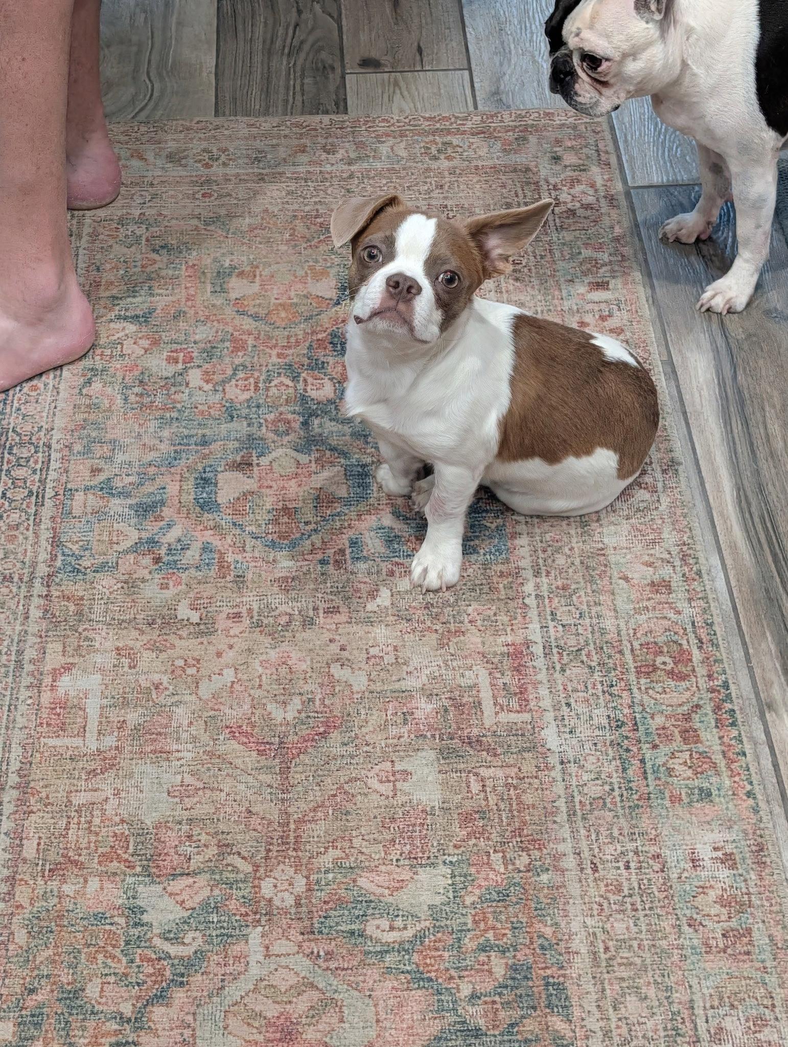 Enlarge Gus, a Adopted mixed breed in Scottsdale, AZ image 2/3