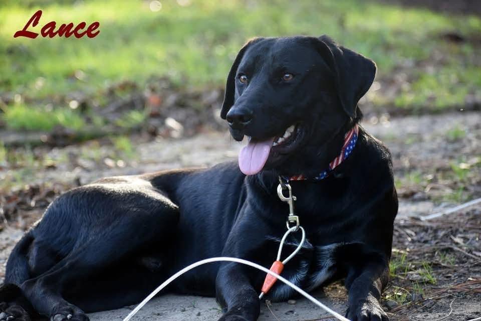 Lance, an adoptable Black Labrador Retriever in Willington, CT image 2/6
