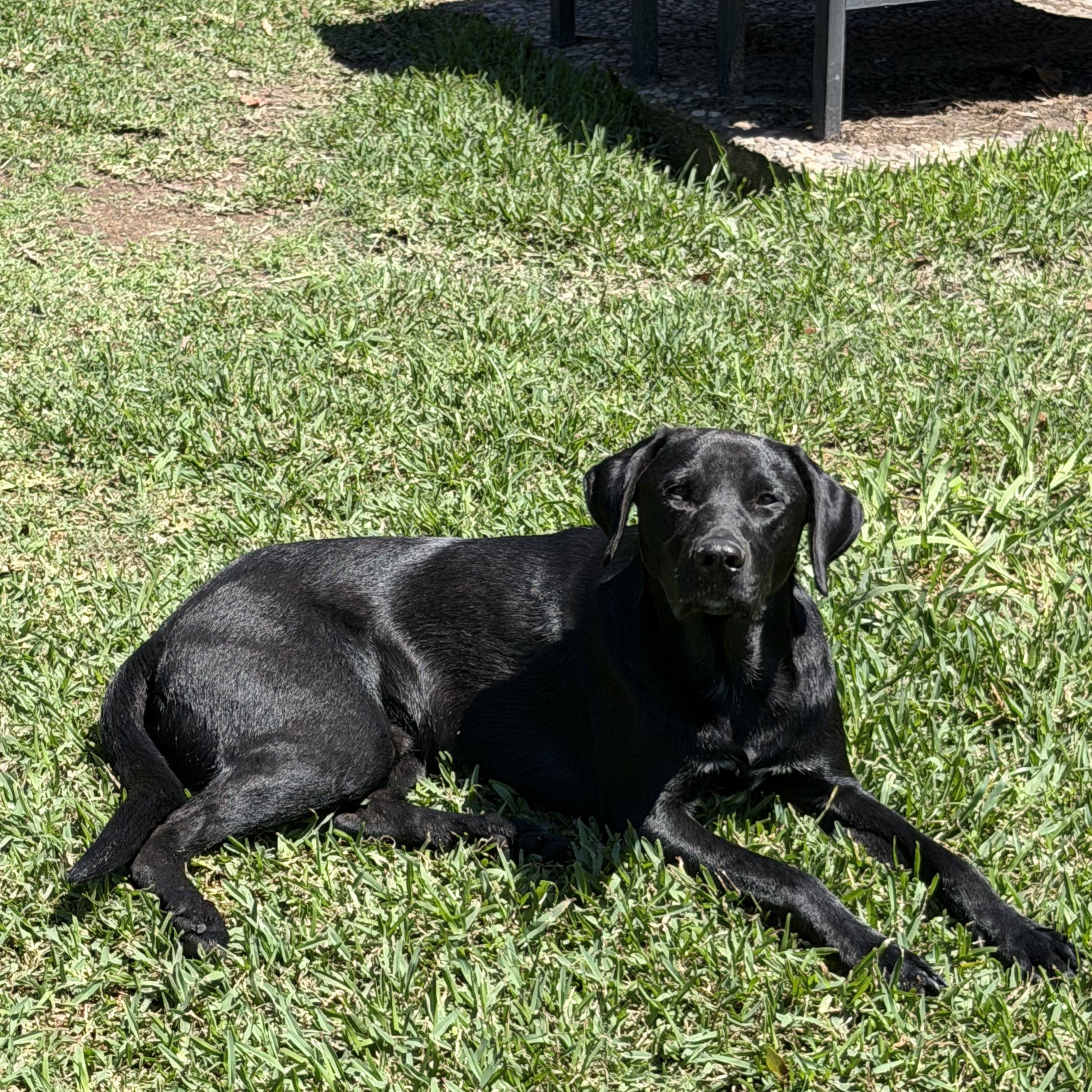 Lance, an adoptable Black Labrador Retriever in Willington, CT image 3/6