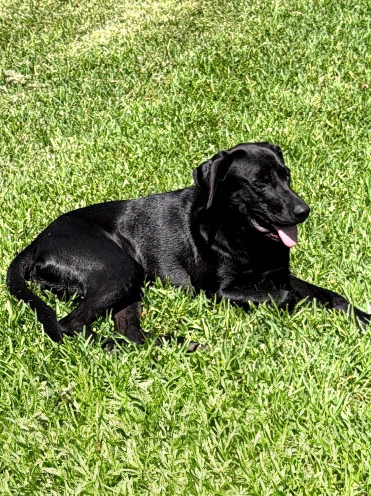 Lance, an adoptable Black Labrador Retriever in Willington, CT image 6/6