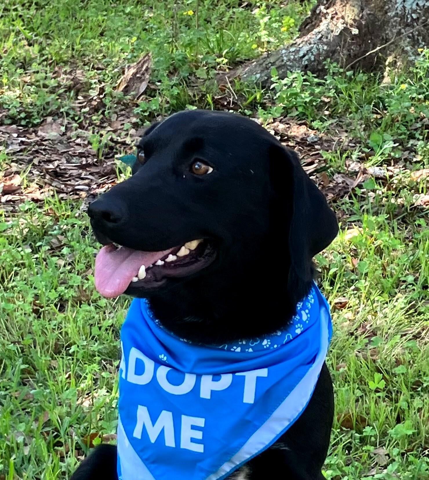 Lance, adoptable, Young Male Black Labrador Retriever.