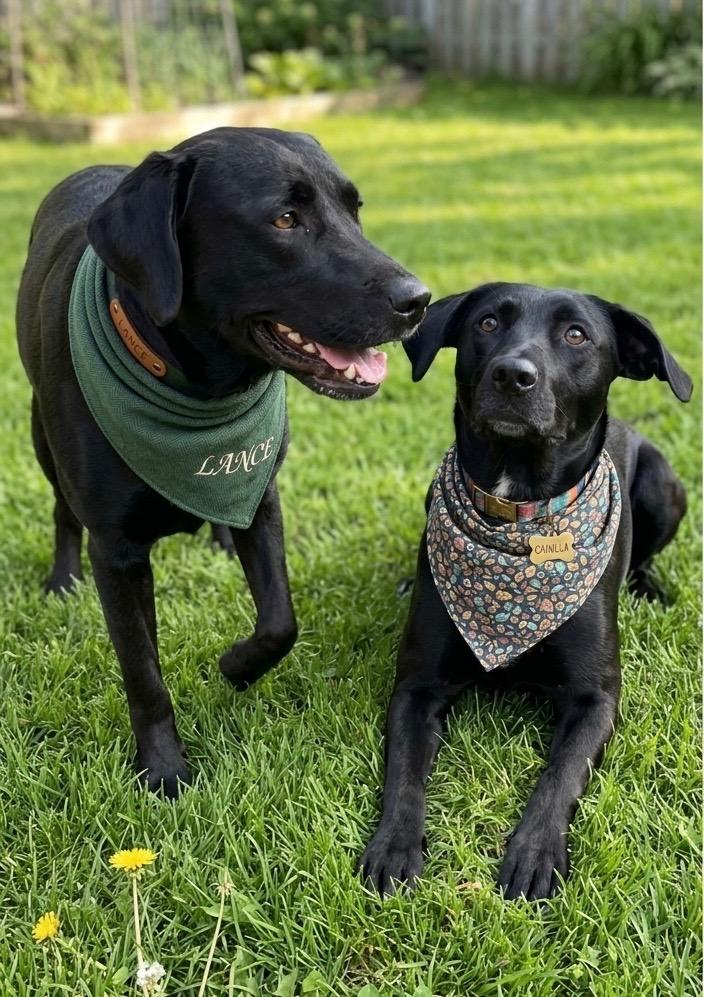 Lance, an adoptable Black Labrador Retriever in Willington, CT image 5/6