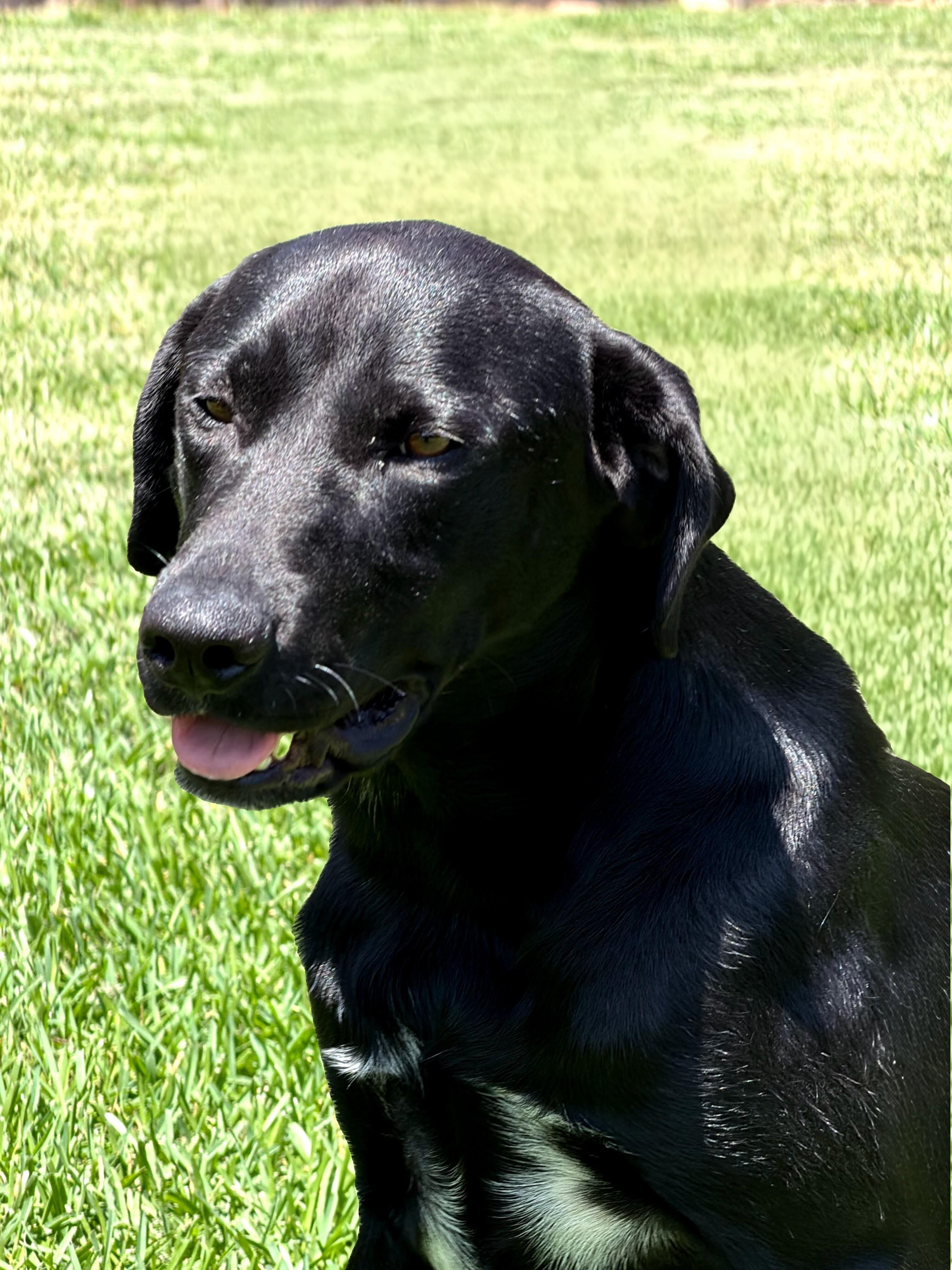 Lance, an adoptable Black Labrador Retriever in Willington, CT image 3/6