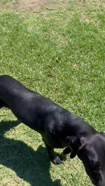 Enlarge Lance, an adoptable Black Labrador Retriever in Willington, CT video 4/6