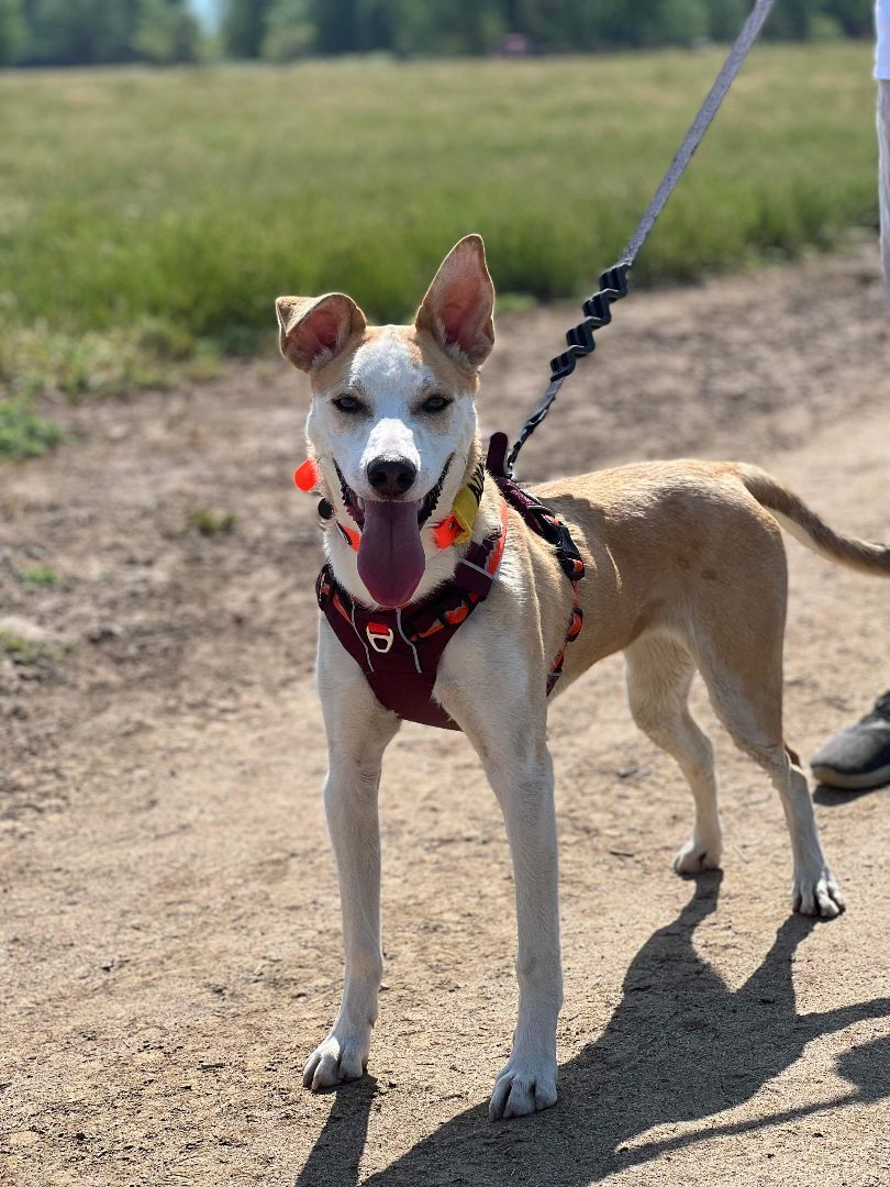 Rudy, a Adoptable Shepherd in Visalia, CA image 4/5