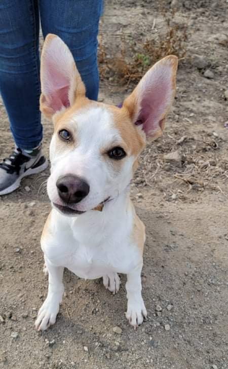 Rudy, a Adoptable Shepherd in Visalia, CA image 5/5