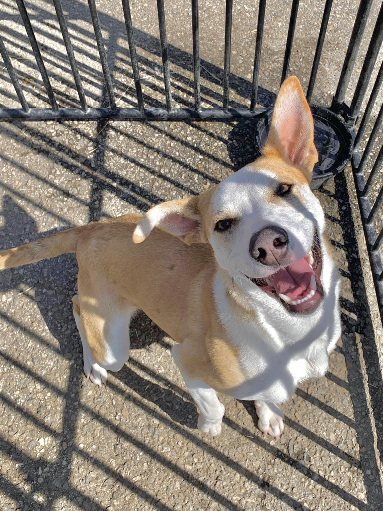 Rudy, a Adoptable Shepherd in Visalia, CA image 2/5