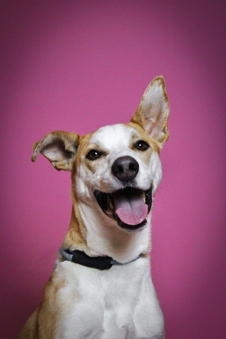 Rudy, a Adoptable Shepherd in Visalia, CA image 1/5