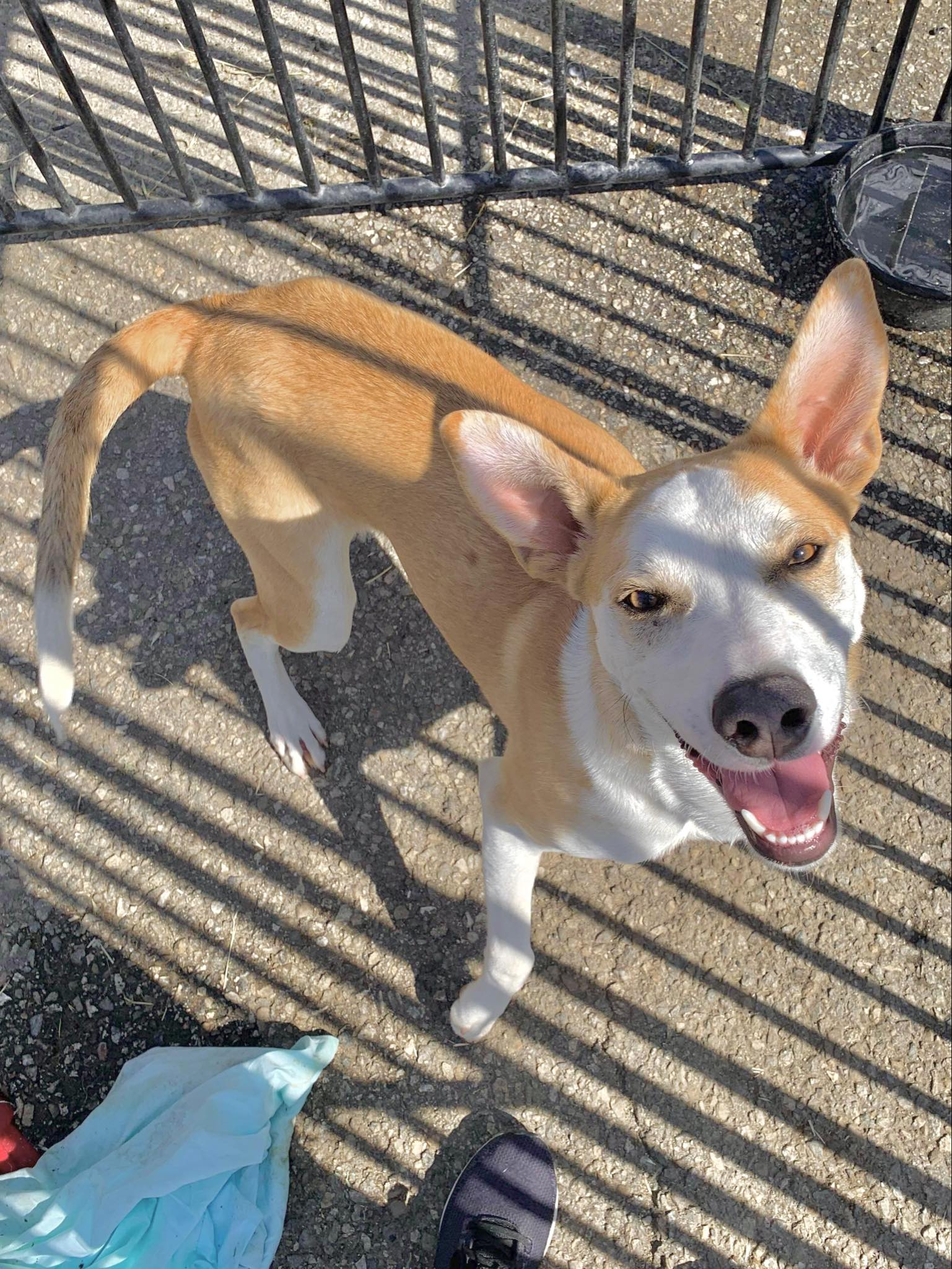 Rudy, a Adoptable Shepherd in Visalia, CA image 3/5