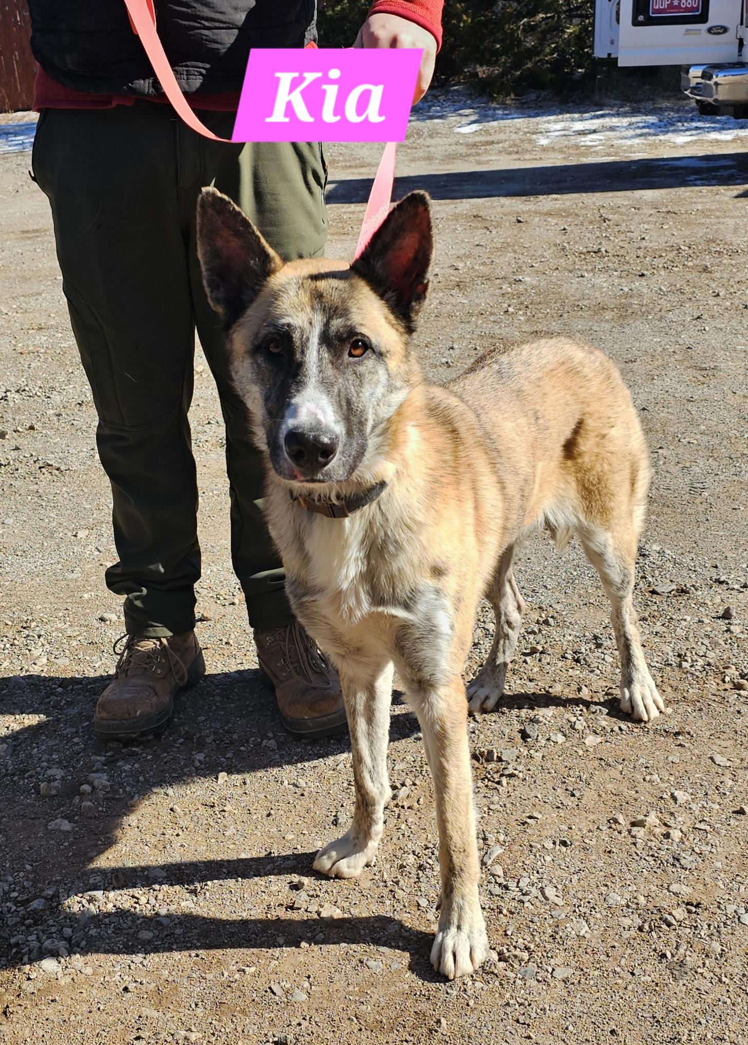 Kia, a Adoptable mixed breed in Newcastle, OK image 6/6