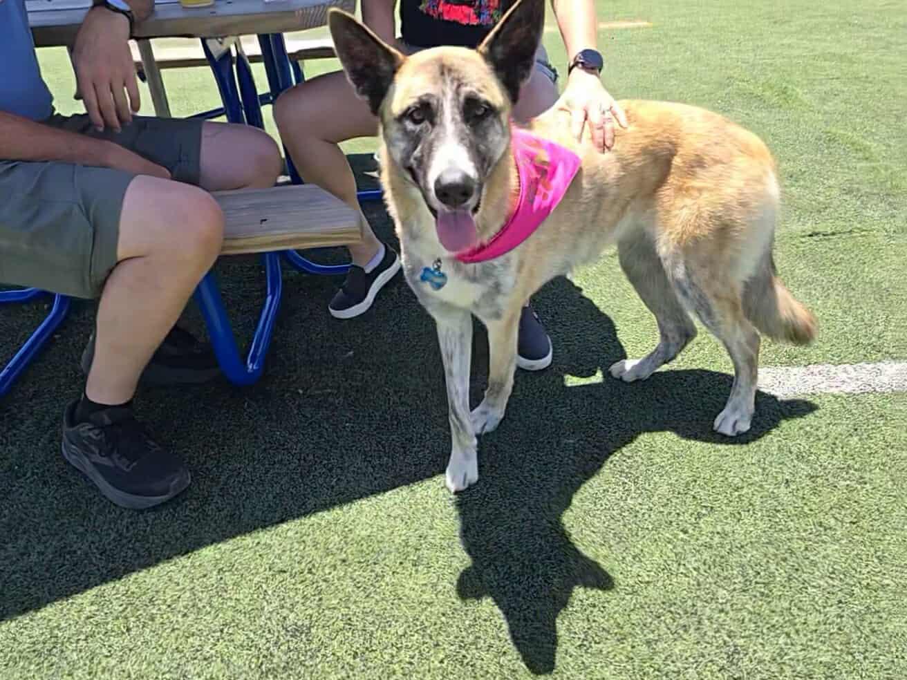 Kia, a Adoptable mixed breed in Newcastle, OK image 2/6