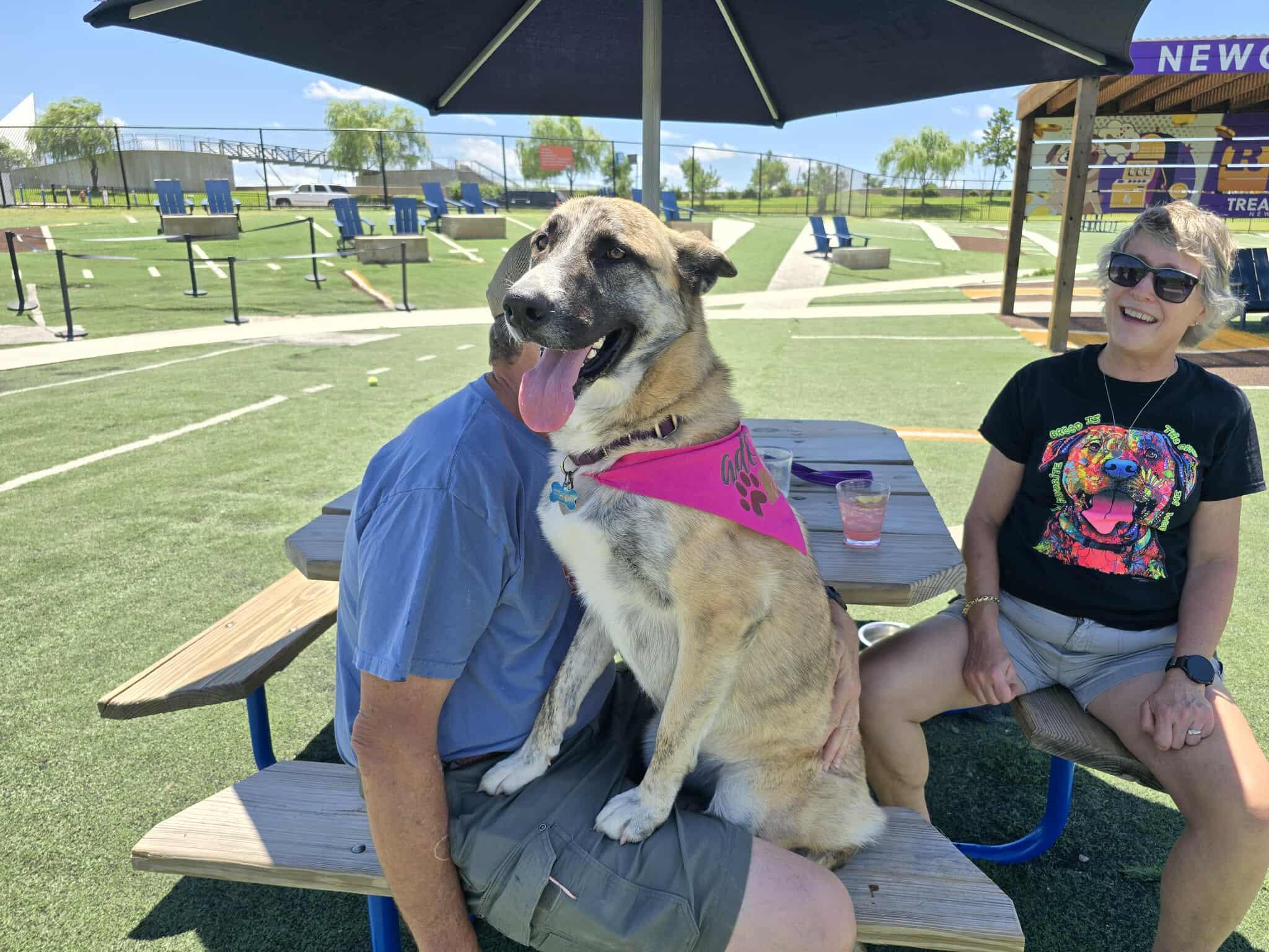 Kia, Adoptable, Adult Female Shepherd & Anatolian Shepherd.