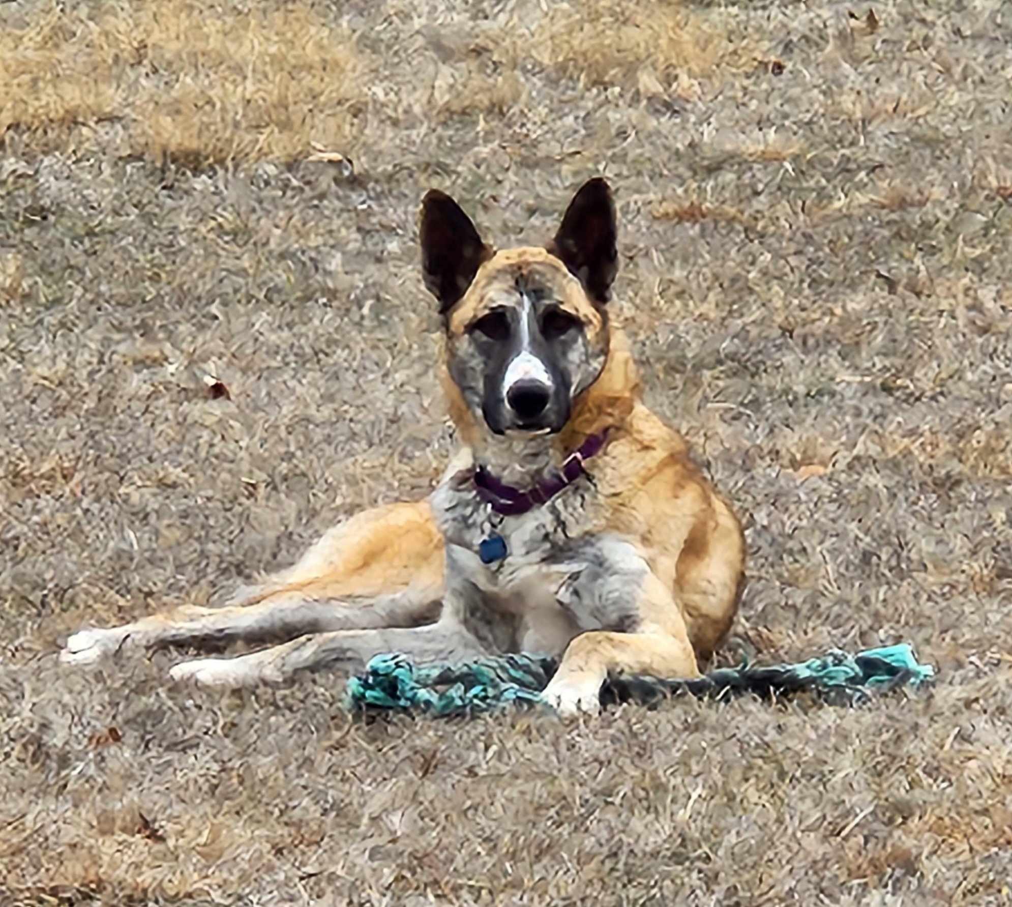 Kia, a Adoptable mixed breed in Newcastle, OK image 4/6