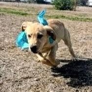 Enlarge Kelsea, a ADOPTABLE mixed breed in Willington, CT image 3/6