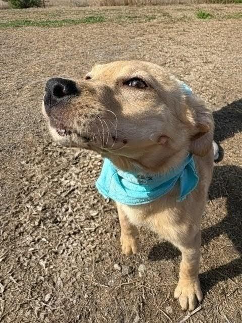 Enlarge Kelsea, a ADOPTABLE mixed breed in Willington, CT image 4/6