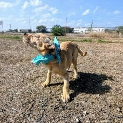 Enlarge Kelsea, a ADOPTABLE mixed breed in Willington, CT image 2/6