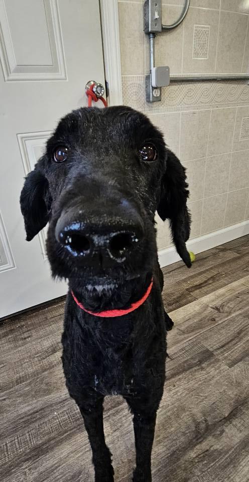 Daffy Dill (and Theo)