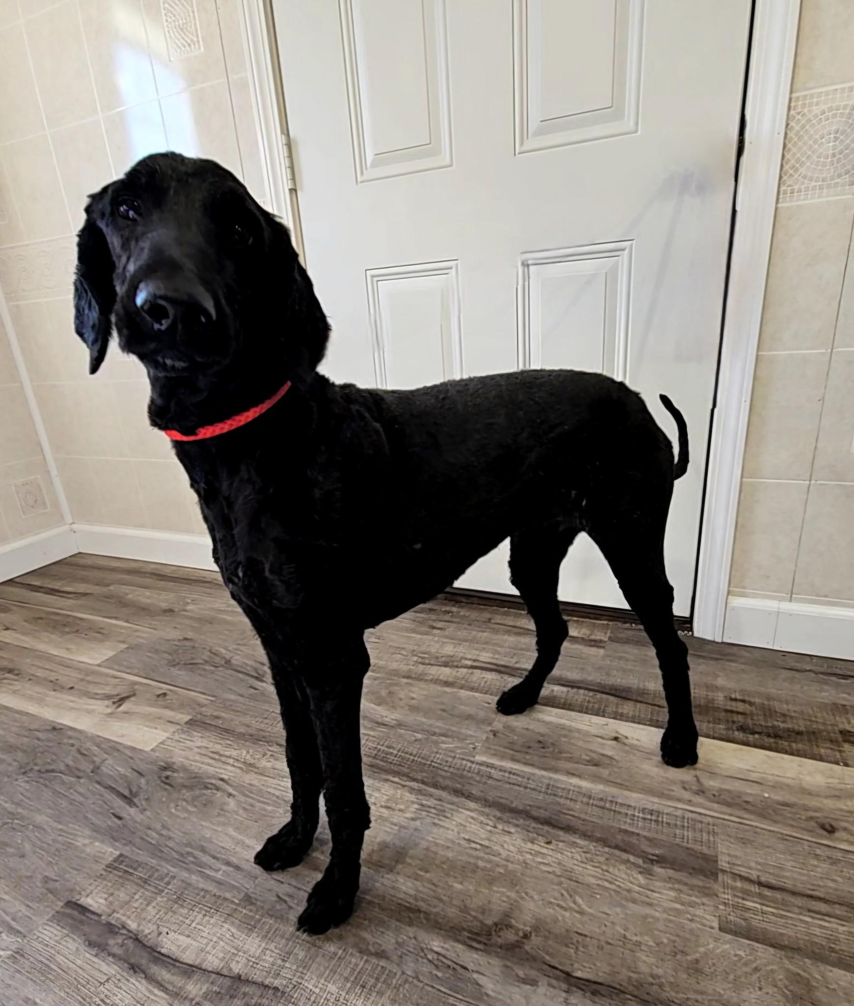 Daffy Dill (and Theo)