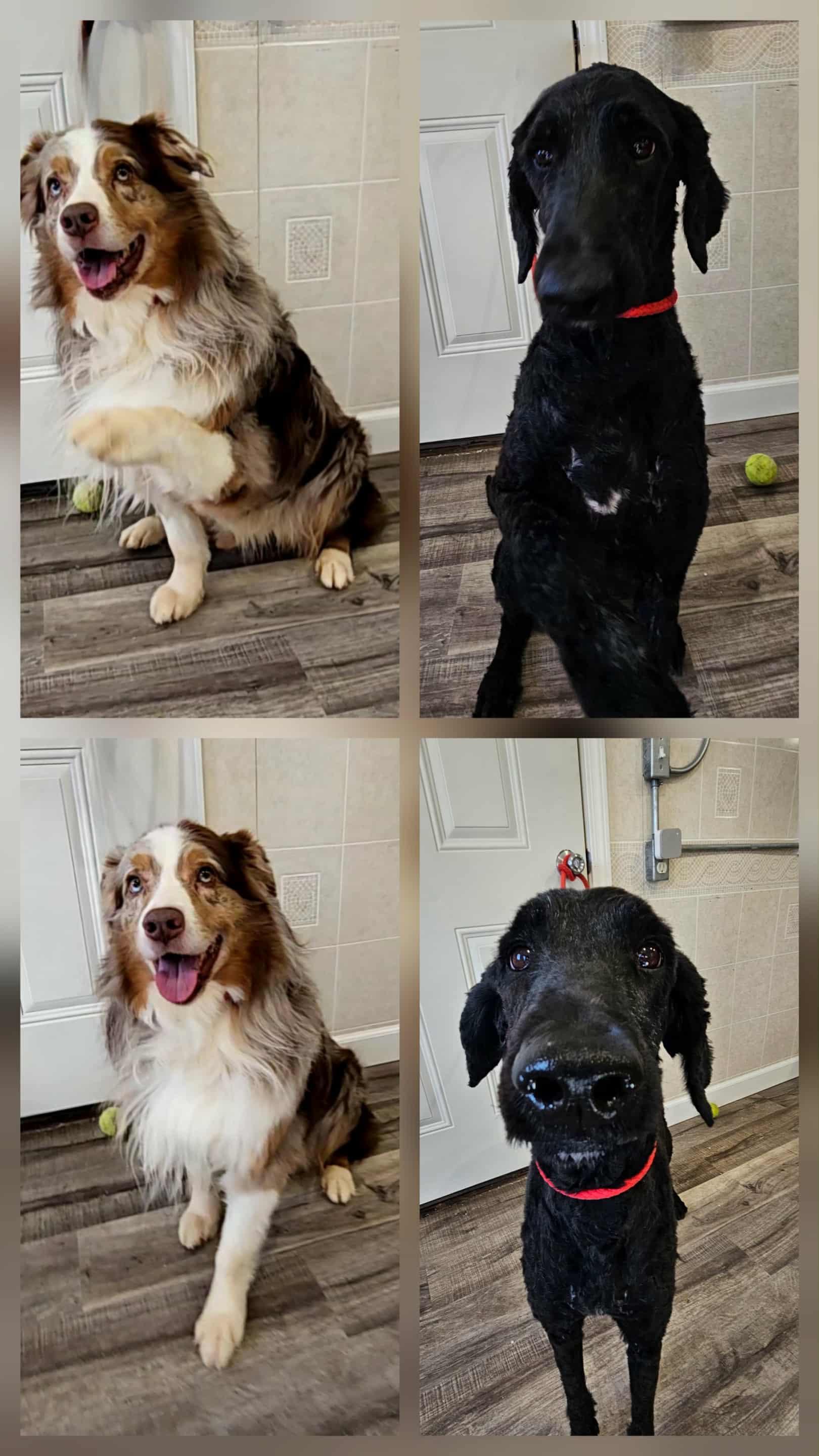 Daffy Dill (and Theo)