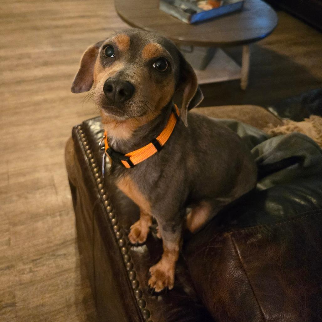 RILEY - Miniature Pinscher / Dachshund available for adoption