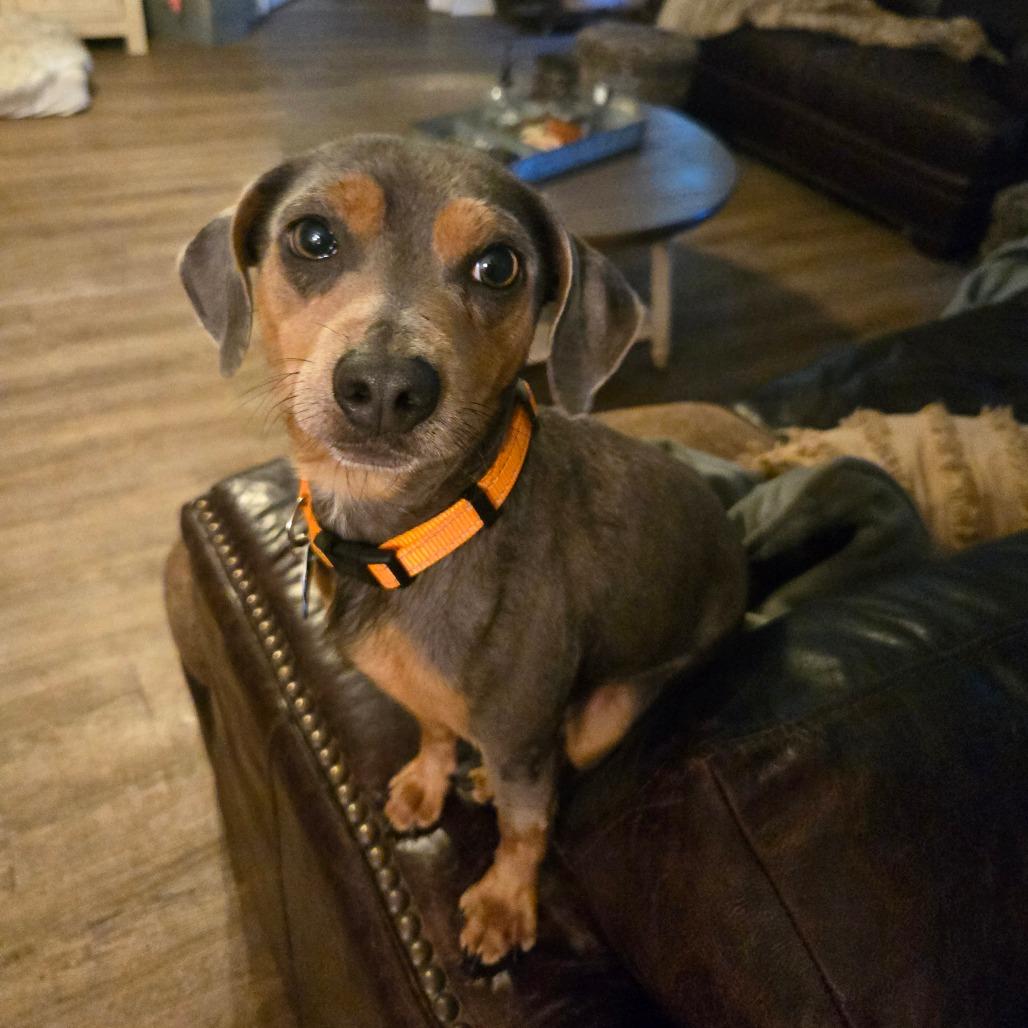 RILEY - Miniature Pinscher / Dachshund available for adoption