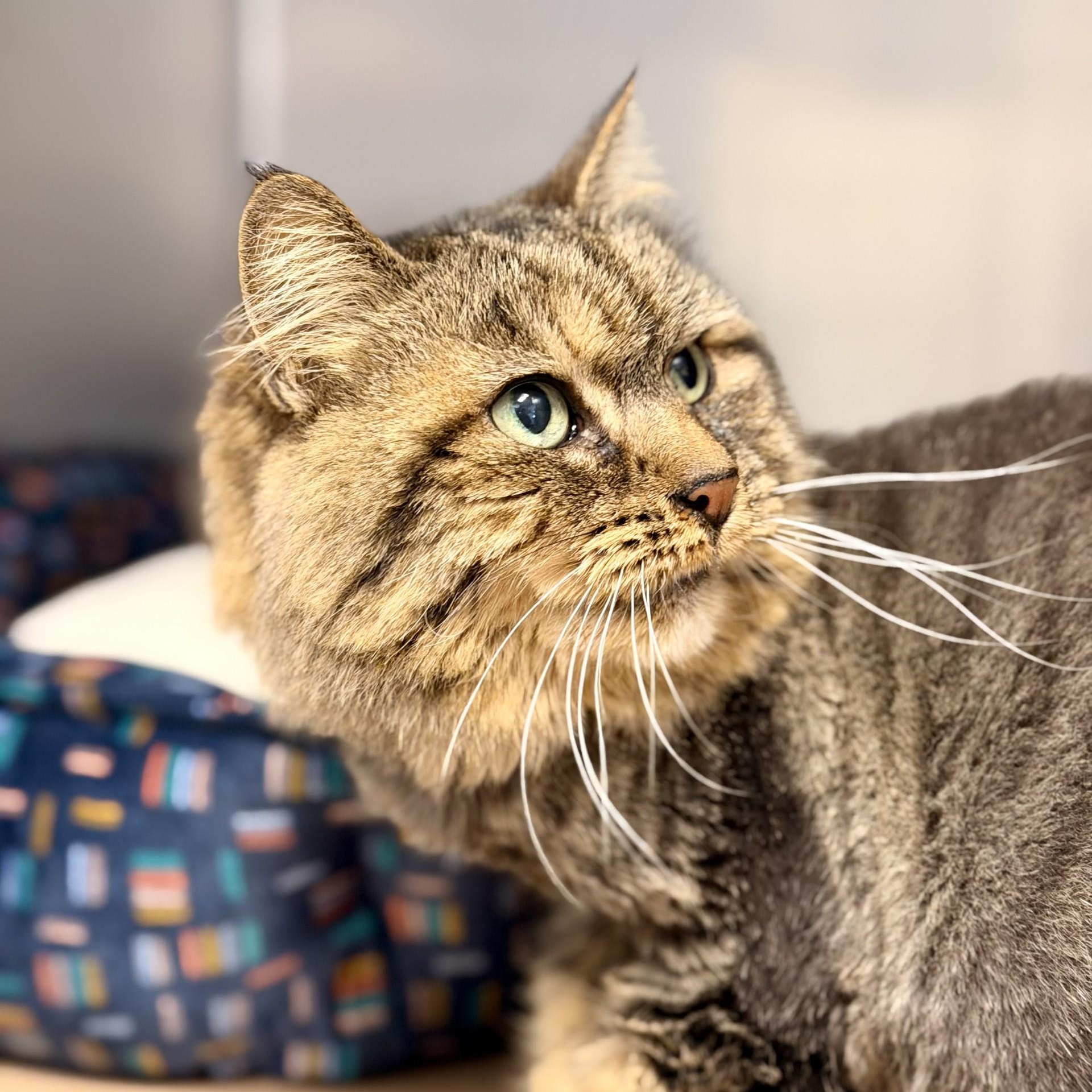 Enlarge Prada, a ADOPTABLE Domestic Long Hair in Manahawkin, NJ image 2/2