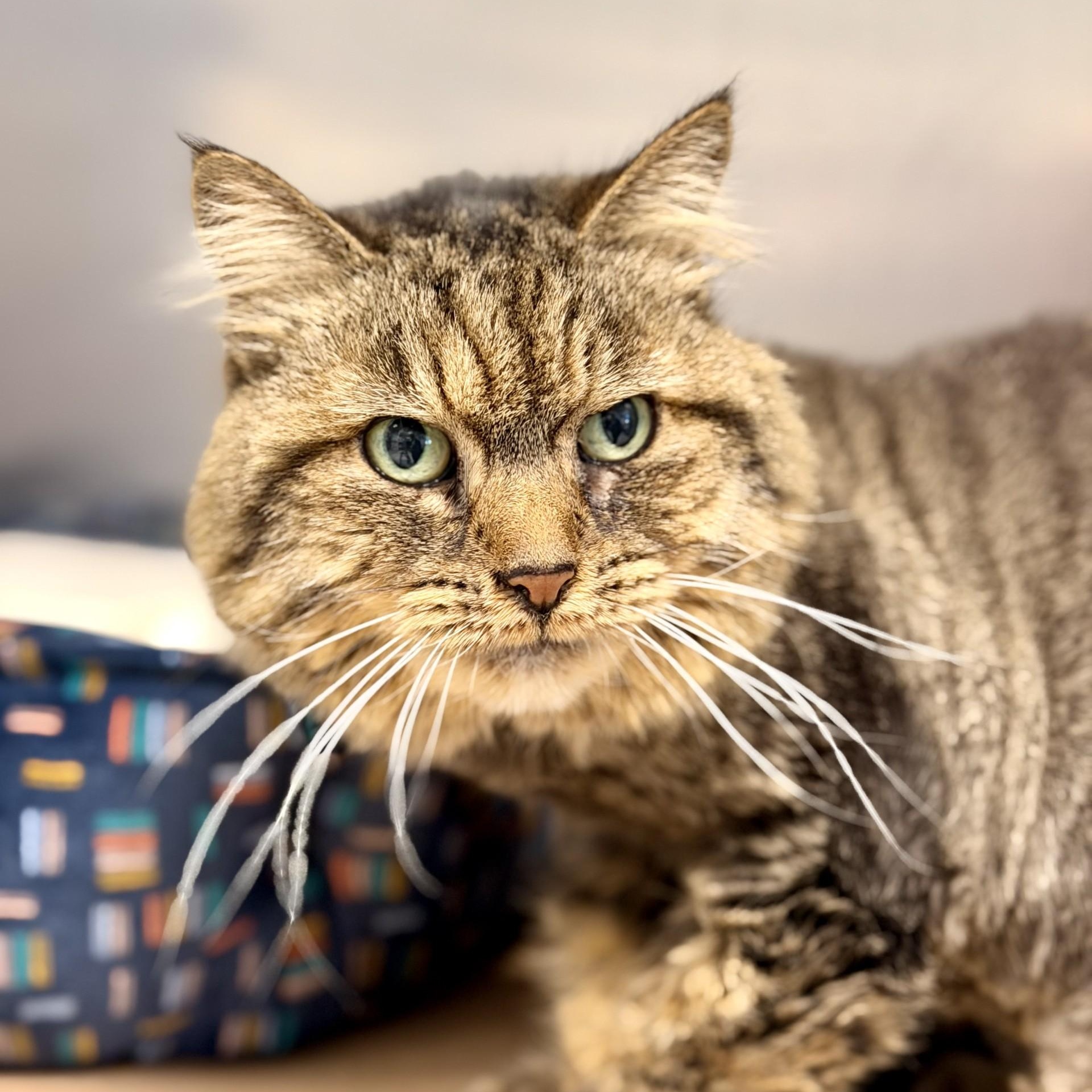 Enlarge Prada, a ADOPTABLE Domestic Long Hair in Manahawkin, NJ image 1/2
