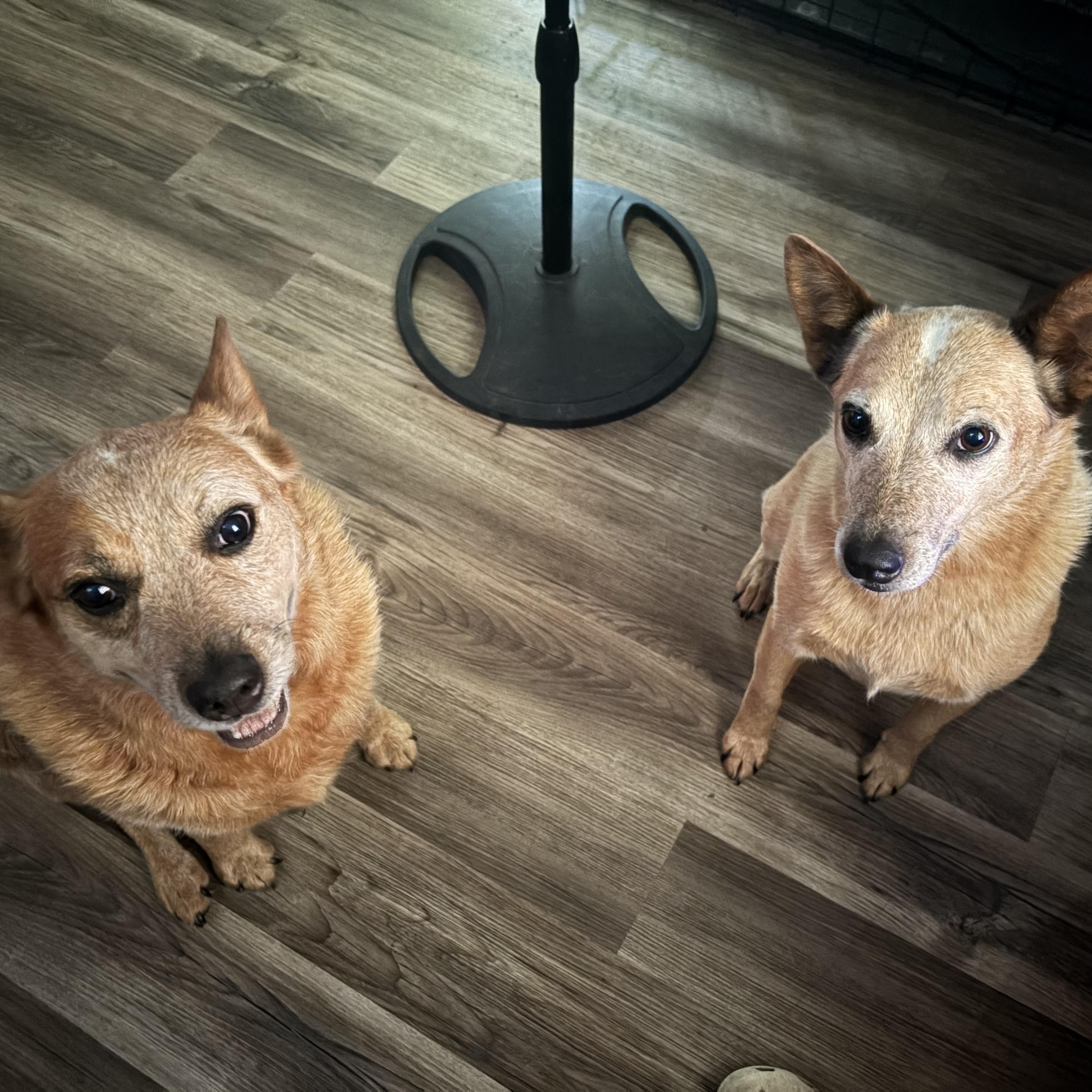 Enlarge Roger and Sissy , a Adoptable Australian Cattle Dog / Blue Heeler in Leon, KS image 1/4