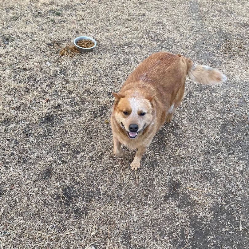 Enlarge Roger and Sissy , a Adoptable Australian Cattle Dog / Blue Heeler in Leon, KS image 2/4
