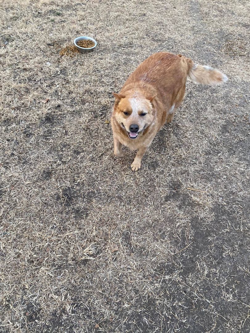 Roger and Sissy , a Adoptable Australian Cattle Dog / Blue Heeler in Leon, KS image 1/7