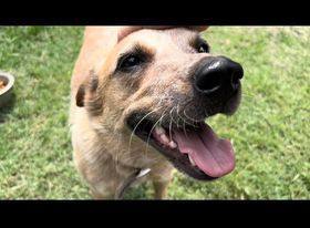 Roger and Sissy , a Adoptable Australian Cattle Dog / Blue Heeler in Leon, KS image 2/7