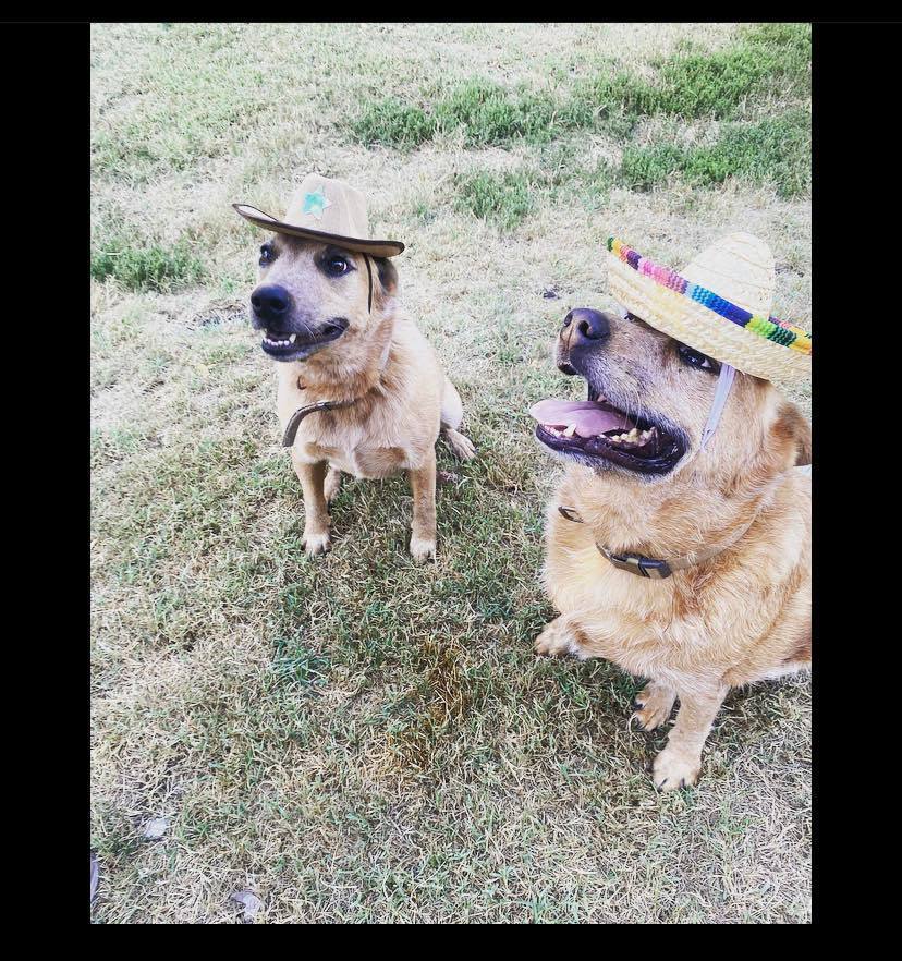 Roger and Sissy , a Adoptable Australian Cattle Dog / Blue Heeler in Leon, KS image 3/7
