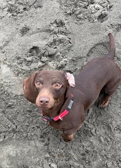 Enlarge Duke, a ADOPTABLE Dachshund in Portland, OR image 2/3
