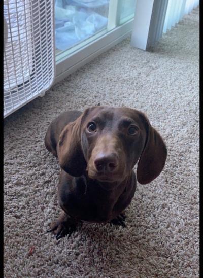Enlarge Duke, a ADOPTABLE Dachshund in Portland, OR image 3/3