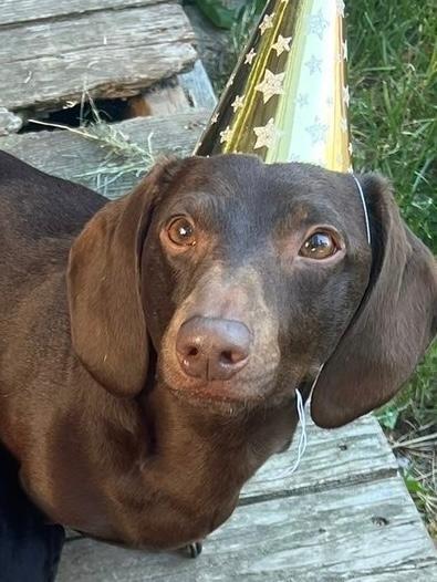 Duke, ADOPTABLE, Adult Male Dachshund.