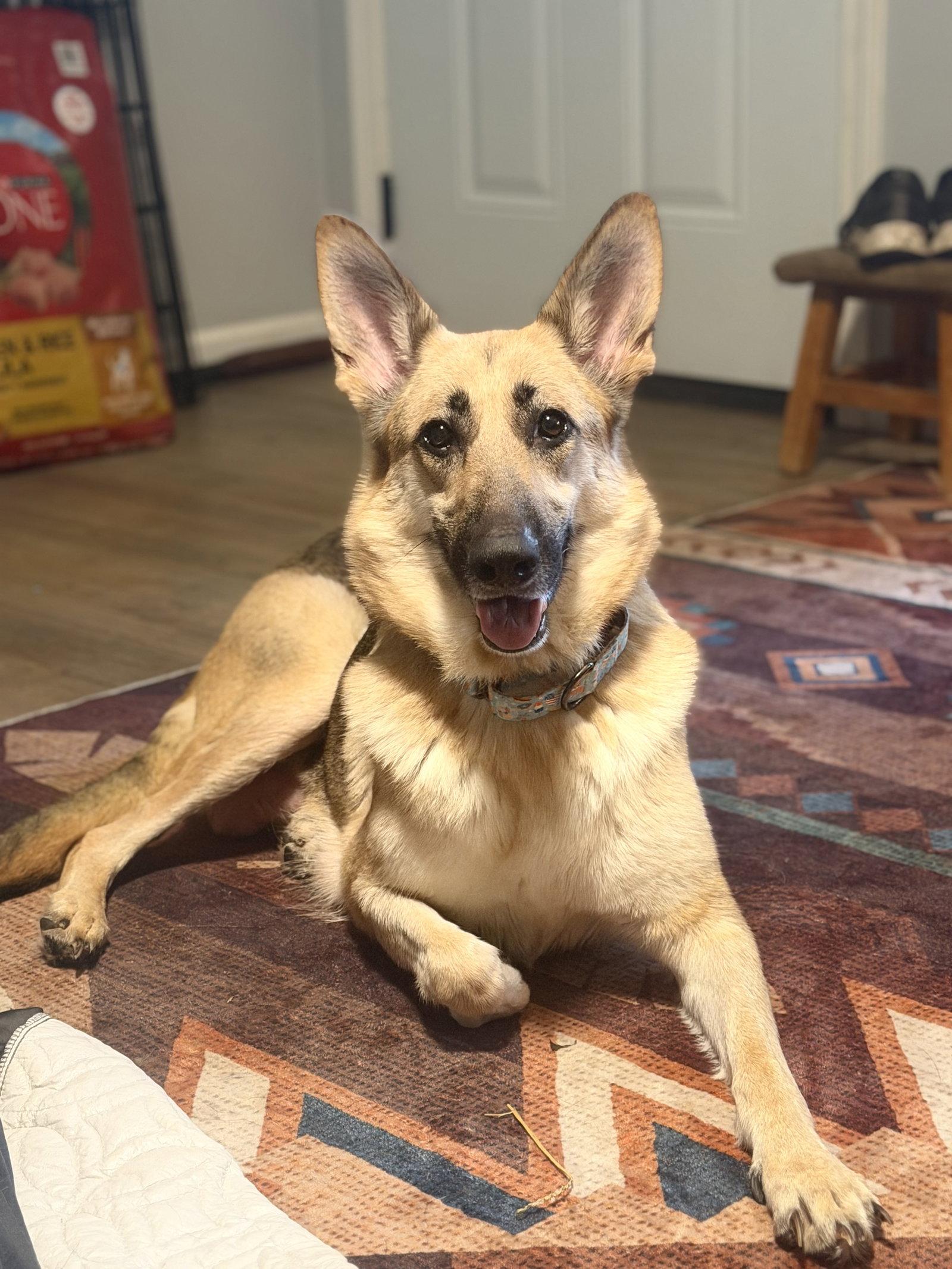 Enlarge Remington, a Adoptable German Shepherd Dog in Akron, OH image 1/3