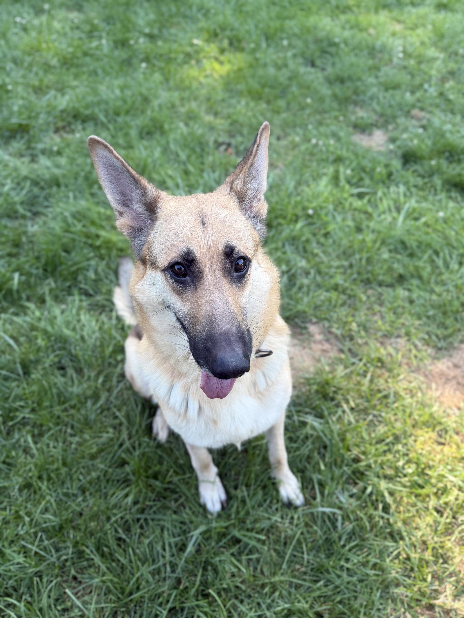 Enlarge Remington, a Adoptable German Shepherd Dog in Akron, OH image 2/3