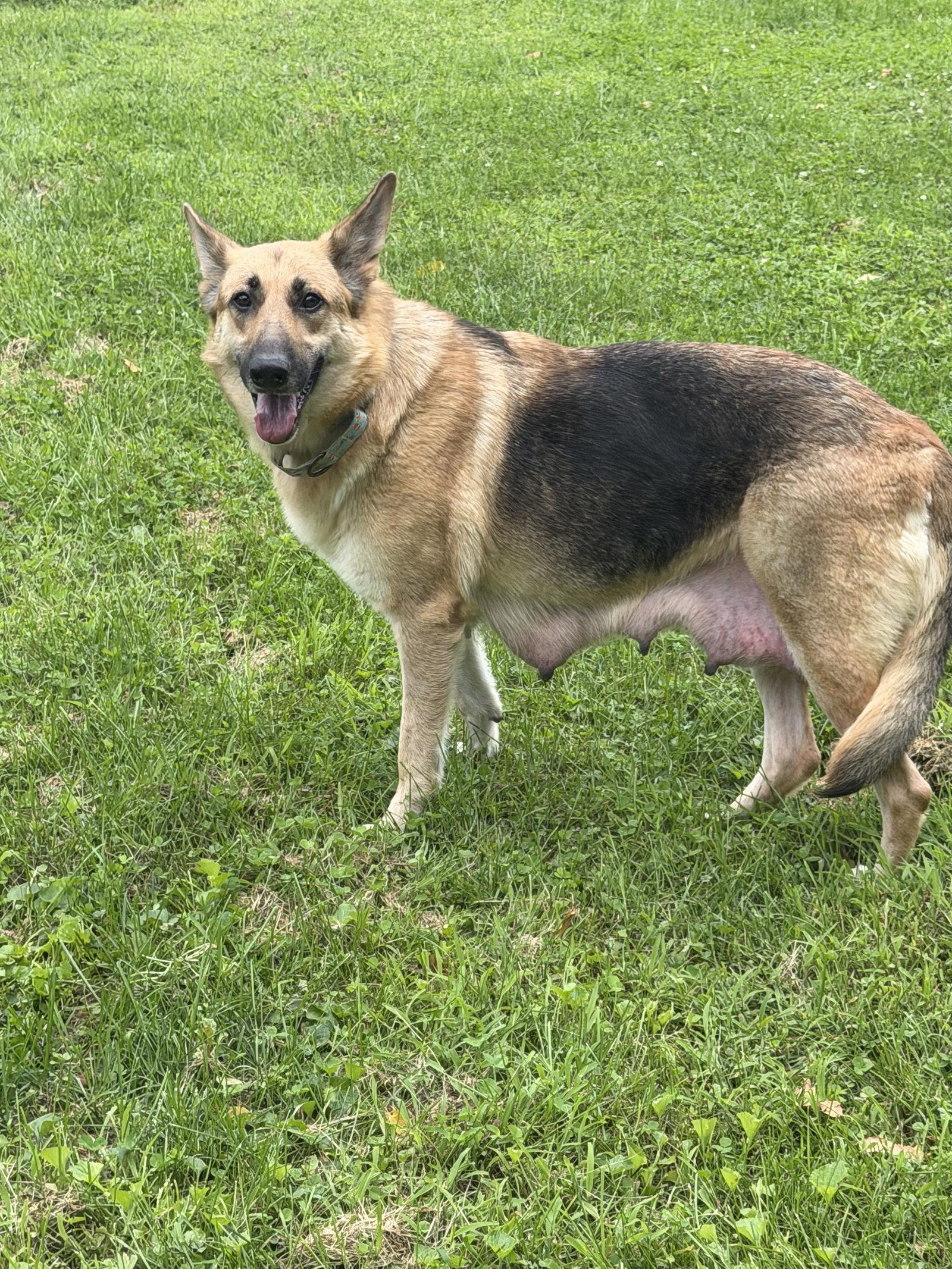 Enlarge Remington, a Adoptable German Shepherd Dog in Akron, OH image 3/3