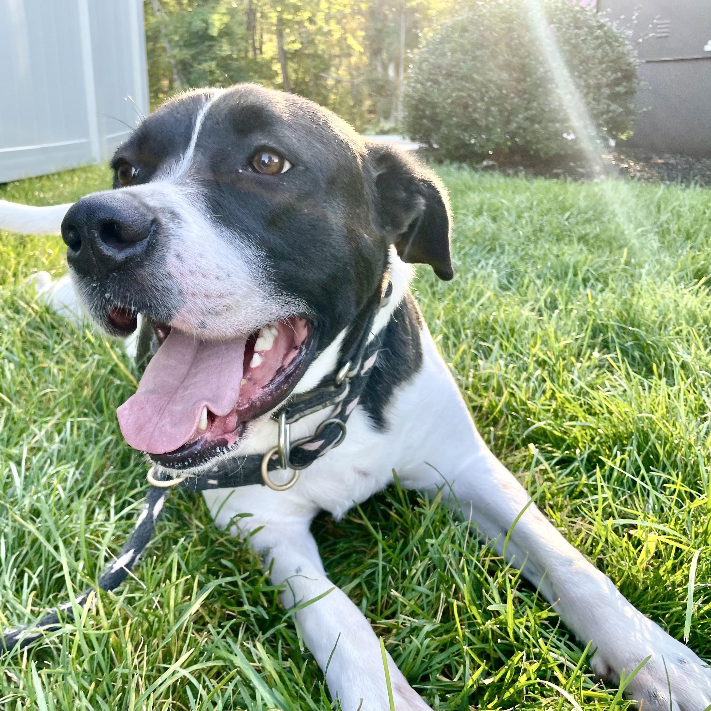 Dog for adoption Oreo, a Pointer & Collie Mix in Hamburg, NY Petfinder