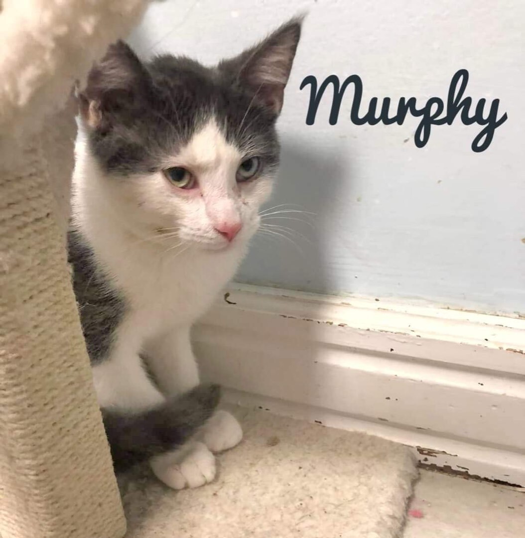 Murphy photo 2