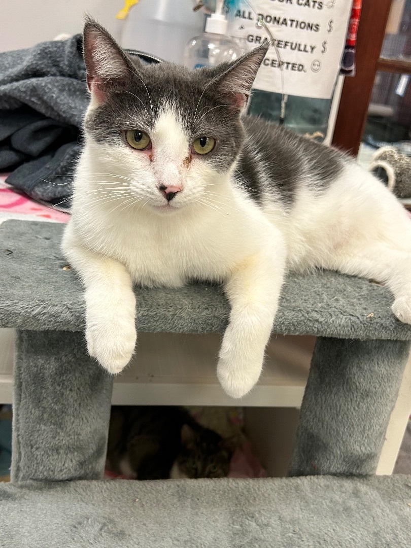 Murphy, a Adoptable Domestic Short Hair in Freeport, NY image 4/9