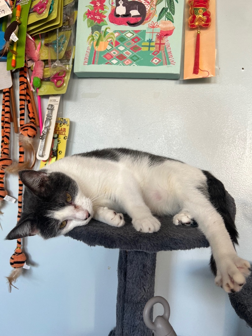 Murphy, a Adoptable Domestic Short Hair in Freeport, NY image 5/9