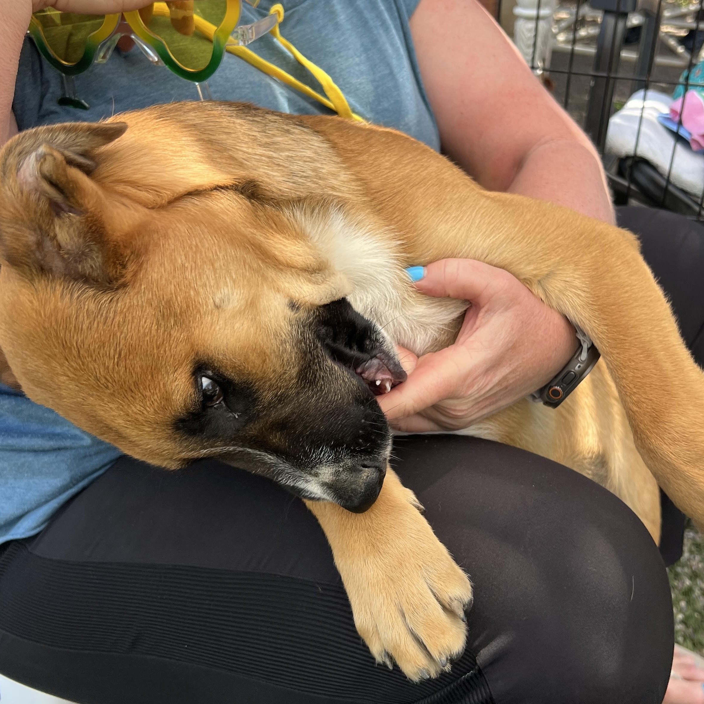 Enlarge Boone , a Adoptable mixed breed in Carlsbad, CA image 5/5
